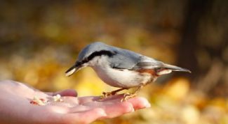 Картинка по теме - как научиться рисовать птиц