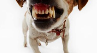 Картинка по теме - как отбиться от собак