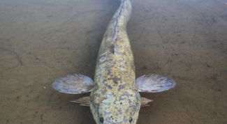 Картинка по теме - как приготовить налима в духовке