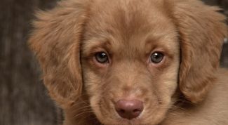 Картинка по теме - как выбрать хорошего щенка