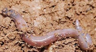 Картинка по теме - как найти червя