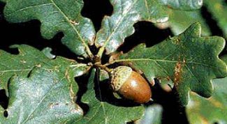 Картинка по теме - как заварить кору дуба