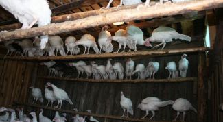 Картинка по теме - как оборудовать курятник