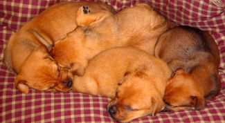 Картинка по теме - как отучить щенка от кровати