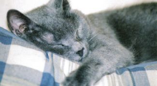 Картинка по теме - как лечить отравление у кошек