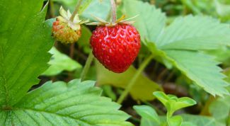 Картинка по теме - как собирать землянику