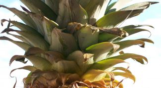 Картинка по теме - как посадить верхушку ананаса