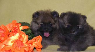 Картинка по теме - как кормить щенка шпица