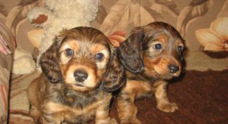 Картинка по теме - как воспитывать щенка таксы