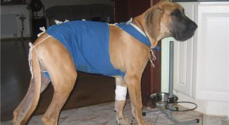 Картинка по теме - как лечить мастит у собак