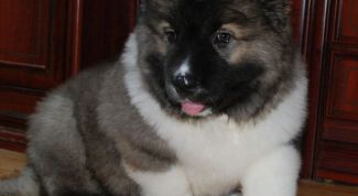 Картинка по теме - как кормить щенка кавказской овчарки