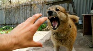 Картинка по теме - как отучить собаку бросаться на своих