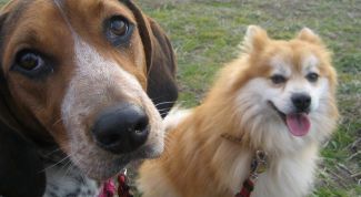 Картинка по теме - как помирить собак