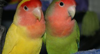 Картинка по теме - как мыть волнистых попугаев