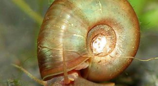 Картинка по теме - как вывести улиток из аквариума