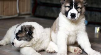 Картинка по теме - как выбрать щенка алабая