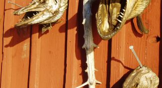 Картинка по теме - как сделать чучело из головы щуки