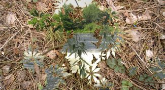 Картинка по теме - как вырезать изображение из фона