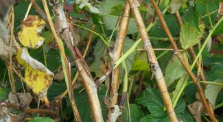 Картинка по теме - как обрезать малину