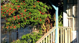 Картинка по теме - как оформить крыльцо