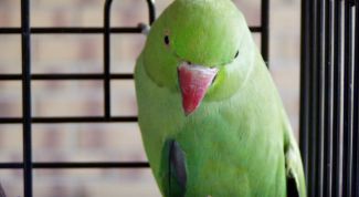 Картинка по теме - как покупать волнистого попугая