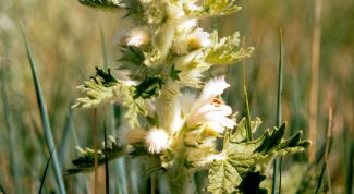 Картинка по теме - как принимать настойку боровой матки