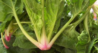 Картинка по теме - как вырастить шпинат