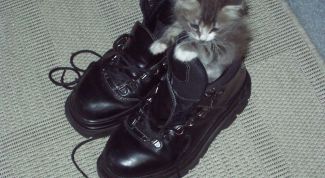 Картинка по теме - как нарисовать кота в сапогах