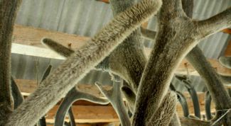 Картинка по теме - как приготовить панты