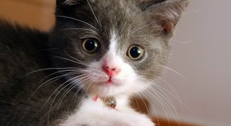 Картинка по теме - как говорить с кошкой