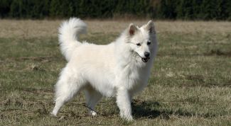 Картинка по теме - как дрессировать шпица