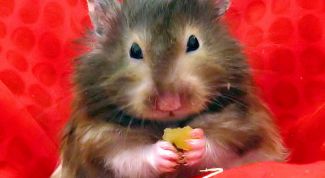 Картинка по теме - как назвать мышь