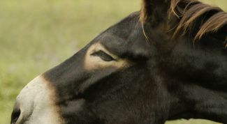 Картинка по теме - как назвать осла