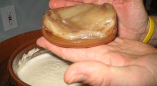 Картинка по теме - как заваривать чайный гриб