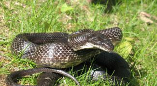 Картинка по теме - как отличить ужа от гадюки
