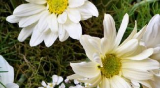 Картинка по теме - как связать ромашку крючком