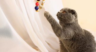 Картинка по теме - как фотографировать кошек