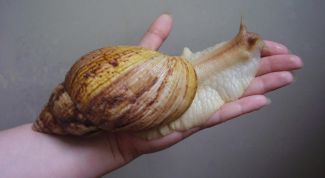 Картинка по теме - как выращивать улиток