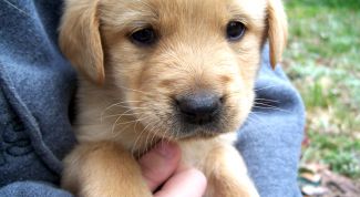 Картинка по теме - как чистить уши щенку