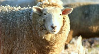 Картинка по теме - как убрать запах баранины