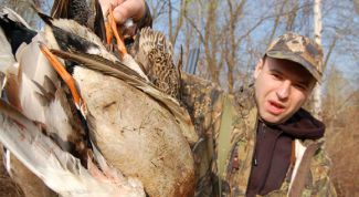 Картинка по теме - как манить гуся манком