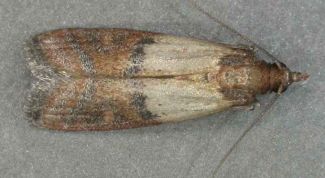 Картинка по теме - как вывести пищевую моль