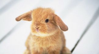 Картинка по теме - как отучить кролика грызть обои