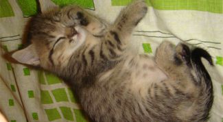 Картинка по теме - как приучить котенка спать ночью