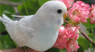 Картинка по теме - как научить волнистого попугая садиться на руку