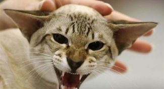 Картинка по теме - как создать питомник кошек