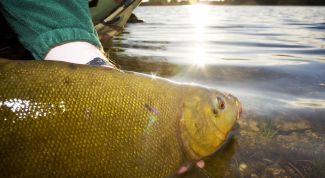 Картинка по теме - как поймать линя