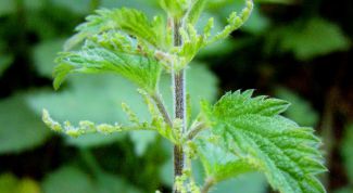 Картинка по теме - как приготовить крапиву