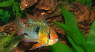 Картинка по теме - как кормить цихлид
