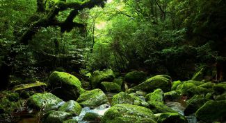 Картинка по теме - как добыть воду в лесу